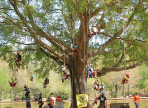 Tree climbing competition