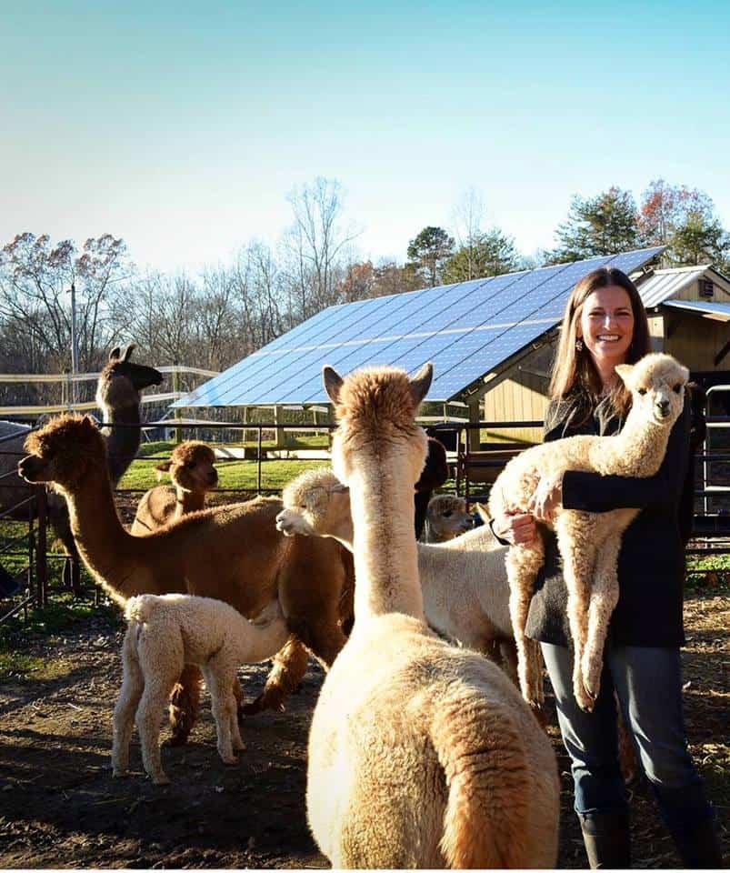 group of alpacas