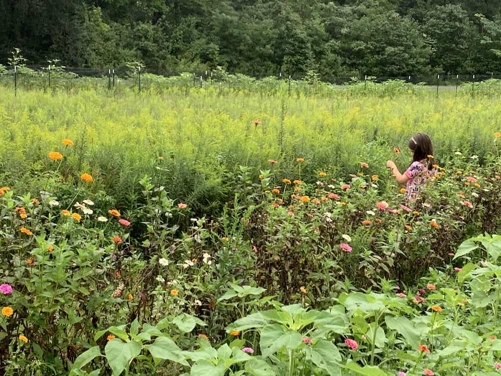 Pick Your Own Summer Flowers At Mclawland Farms Charlotte On The Cheap