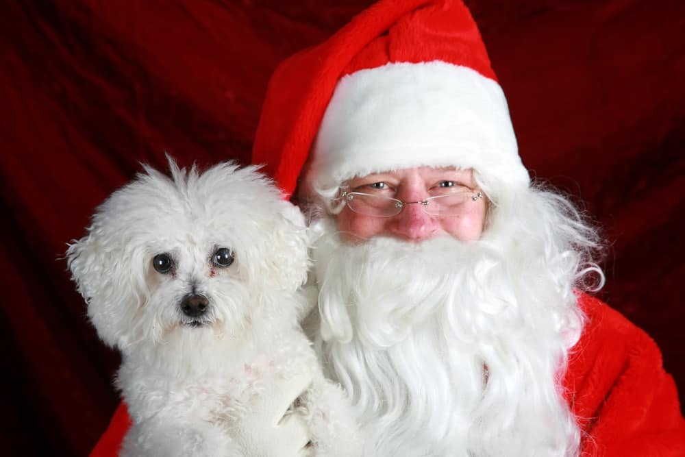 Petco Free pet photos with Santa Charlotte On The Cheap